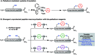 Graphical abstract: Divergent unprotected peptide macrocyclisation by palladium-mediated cysteine arylation