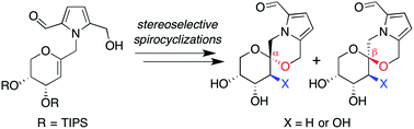 Graphical abstract: Family-level stereoselective synthesis and biological evaluation of pyrrolomorpholine spiroketal natural product antioxidants