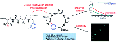 Graphical abstract: Synthesis of bioactive and stabilized cyclic peptides by macrocyclization using C(sp3)–H activation