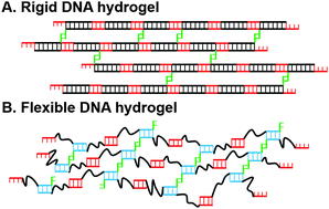 Graphical abstract: Effects of chain flexibility on the properties of DNA hydrogels
