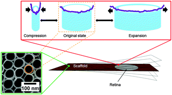 Graphical abstract: Mechanical spectroscopy of retina explants at the protein level employing nanostructured scaffolds