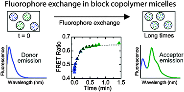 Graphical abstract: Fluorophore exchange kinetics in block copolymer micelles with varying solvent–fluorophore and solvent–polymer interactions