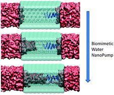 Graphical abstract: Biomimetic solution against dewetting in a highly hydrophobic nanopore