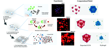 Graphical abstract: Tuning tissue growth with scaffold degradation in enzyme-sensitive hydrogels: a mathematical model