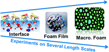 Graphical abstract: Specific effects of Ca2+ ions and molecular structure of β-lactoglobulin interfacial layers that drive macroscopic foam stability
