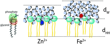 Graphical abstract: Swelling of phospholipid membranes by divalent metal ions depends on the location of the ions in the bilayers