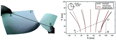 Graphical abstract: The tearing path in a thin anisotropic sheet from two pulling points: Wulff's view