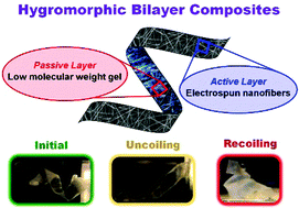 Graphical abstract: Tunable hygromorphism: structural implications of low molecular weight gels and electrospun nanofibers in bilayer composites