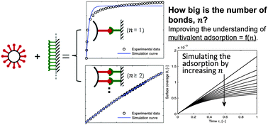 Graphical abstract: The interaction of protein-coated bionanoparticles and surface receptors reevaluated: how important is the number of bonds?
