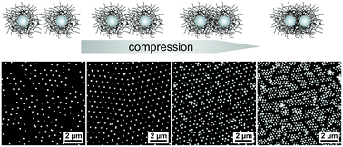 Graphical abstract: Compression of hard core–soft shell nanoparticles at liquid–liquid interfaces: influence of the shell thickness