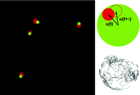 Graphical abstract: Measuring rotational diffusion of colloidal spheres with confocal microscopy