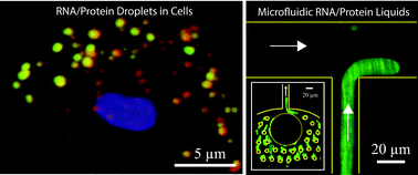 Graphical abstract: Biophysical characterization of organelle-based RNA/protein liquid phases using microfluidics