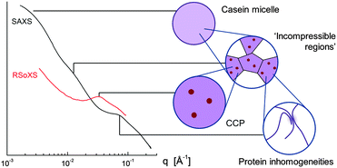 Graphical abstract: Revisiting the interpretation of casein micelle SAXS data