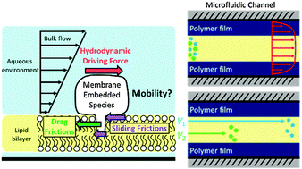 Graphical abstract: Membrane species mobility under in-lipid-membrane forced convection