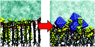 Graphical abstract: Elucidating the mechanisms of nanodiamond-promoted structural disruption of crystallised lipid