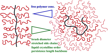 Graphical abstract: Loss of bottlebrush stiffness due to free polymers