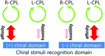 Graphical abstract: Enhancing and reducing chirality by opposite circularly-polarized light irradiation on crystalline chiral domains consisting of nonchiral photoresponsive W-shaped liquid crystal molecules