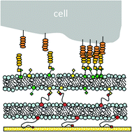 Graphical abstract: N-cadherin-functionalized polymer-tethered multi-bilayer: a cell surface-mimicking substrate to probe cellular mechanosensitivity