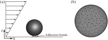 Graphical abstract: State diagram for adhesion dynamics of deformable capsules under shear flow