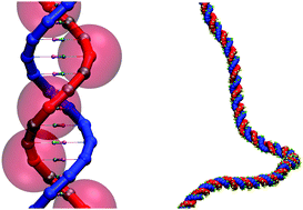 Graphical abstract: A single nucleotide resolution model for large-scale simulations of double stranded DNA