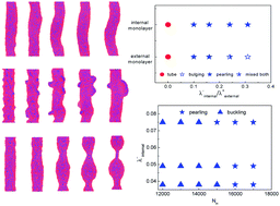 Graphical abstract: Exploring the shape deformation of biomembrane tubes with theoretical analysis and computer simulation