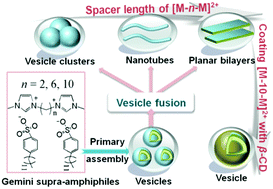 Graphical abstract: Controllable hierarchical self-assembly of gemini supra-amphiphiles: the effect of spacer length