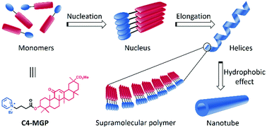 Graphical abstract: Cooperative supramolecular helical assembly of a pyridinium-tailored methyl glycyrrhetate