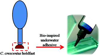 Graphical abstract: Scaling down for a broader understanding of underwater adhesives – a case for the Caulobacter crescentus holdfast