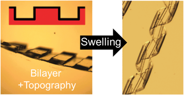 Graphical abstract: Topography-guided buckling of swollen polymer bilayer films into three-dimensional structures