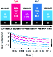 Graphical abstract: The structural impact of water sorption on device-quality melanin thin films