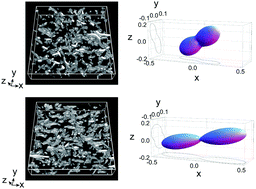 Graphical abstract: Direct observation of orientation distributions of actin filaments in a solution undergoing shear banding