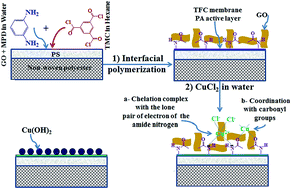 Graphical abstract: Improving the performance of TFC membranes via chelation and surface reaction: applications in water desalination