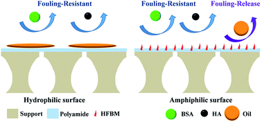 Graphical abstract: Engineering amphiphilic nanofiltration membrane surfaces with a multi-defense mechanism for improved antifouling performances