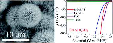 Graphical abstract: Interconnected urchin-like cobalt phosphide microspheres film for highly efficient electrochemical hydrogen evolution in both acidic and basic media