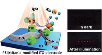 Graphical abstract: Integrating photosystem II into a porous TiO2 nanotube network toward highly efficient photo-bioelectrochemical cells