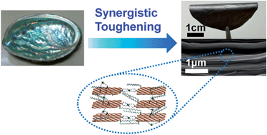 Graphical abstract: Robust bioinspired graphene-based nanocomposites via synergistic toughening of zinc ions and covalent bonding