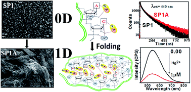 Graphical abstract: RNA-mediated fluorescent colloidal CdSe nanostructures in aqueous medium – analysis of Cd2+ induced folding of RNA associated with morphological transformation (0D to 1D), change in photophysics and selective Hg2+ sensing
