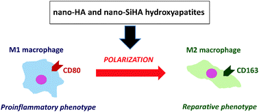 Graphical abstract: Effects of nanocrystalline hydroxyapatites on macrophage polarization