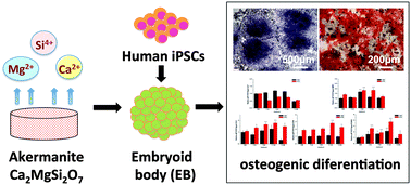 Graphical abstract: The stimulation of osteogenic differentiation of embryoid bodies from human induced pluripotent stem cells by akermanite bioceramics