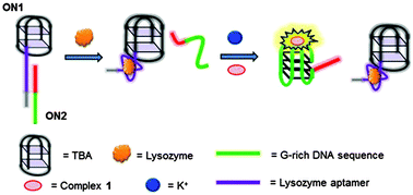 Graphical abstract: A luminescent G-quadruplex-selective iridium(iii) complex for the label-free detection of lysozyme