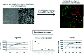 Graphical abstract: Photocrosslinkable polysaccharide hydrogel composites based on dextran or pullulan–amylose blends with cytokines for a human co-culture model of human osteoblasts and endothelial cells