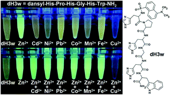 Graphical abstract: A new peptide-based fluorescent probe selective for zinc(ii) and copper(ii)