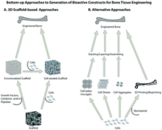 Graphical abstract: Approaches for building bioactive elements into synthetic scaffolds for bone tissue engineering