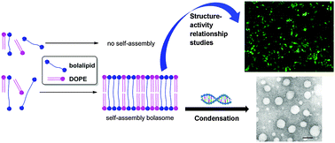 Graphical abstract: Structure–activity relationship studies of symmetrical cationic bolasomes as non-viral gene vectors
