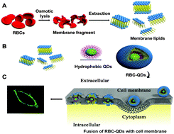 Graphical abstract: Red blood cell membrane-mediated fusion of hydrophobic quantum dots with living cell membranes for cell imaging
