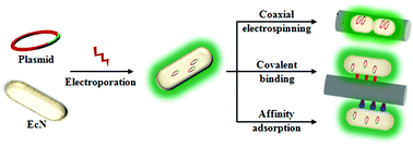 Graphical abstract: Genetically engineering of Escherichia coli and immobilization on electrospun fibers for drug delivery purposes