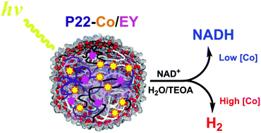 Graphical abstract: Co-localization of catalysts within a protein cage leads to efficient photochemical NADH and/or hydrogen production