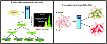 Graphical abstract: Multifunctional carbon dots as efficient fluorescent nanotags for tracking cells through successive generations