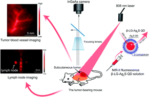 Graphical abstract: Facile synthesis of β-lactoglobulin capped Ag2S quantum dots for in vivo imaging in the second near-infrared biological window