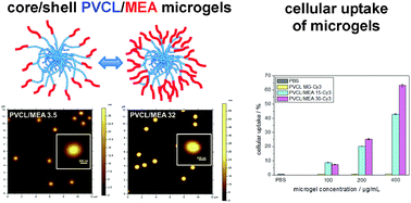 Graphical abstract: Stimuli-responsive poly(N-vinylcaprolactam-co-2-methoxyethyl acrylate) core–shell microgels: facile synthesis, modulation of surface properties and controlled internalisation into cells